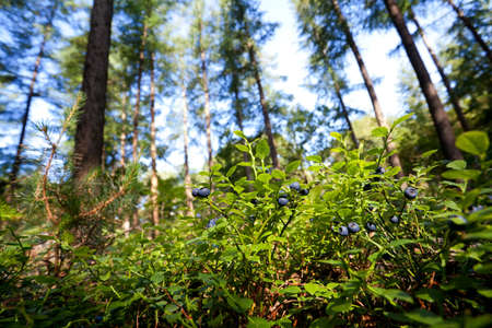 green shrubs with blueberry fruits in wild forestの写真素材