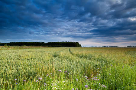 summer wheat field in morning light and blue skyの写真素材