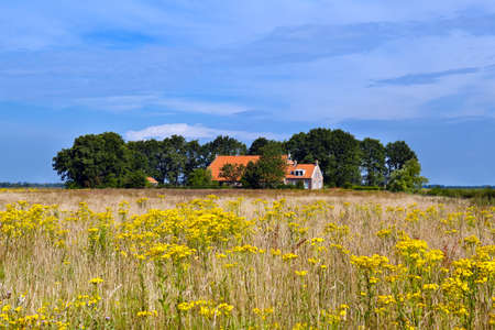 farmhouse and yellow wildflowers field over blue skyの写真素材