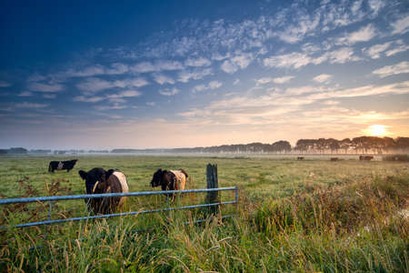 cows and bull on summer pasture at sunriseの写真素材