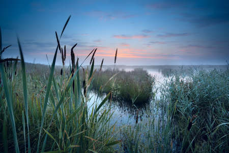 view on misty swamp at sunrise, Drenthe, Netherlandsの写真素材