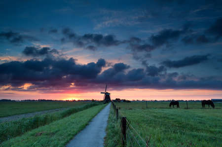 Dutch windmill and horses on pasture at sunriseの写真素材