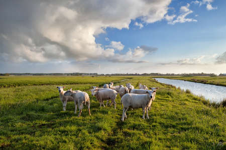sheep herd on pasture by river and blue skyの写真素材