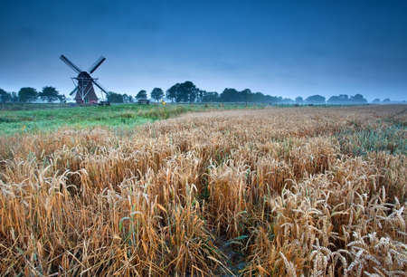 wheat field and windmillin summer morning, Groningen, Hollandの写真素材