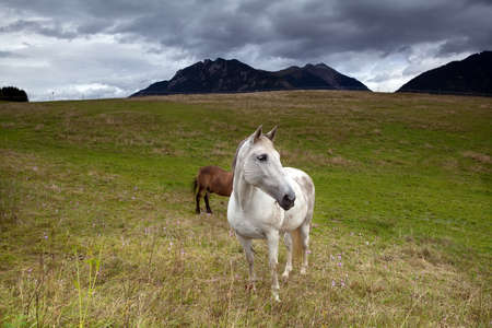 white horse grazing on alpine meadows, Bavarian Alpsの写真素材