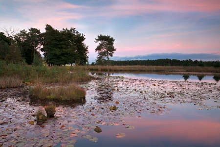 pink sunset over lake with water lilies, Dwingelderveld, Netherlands