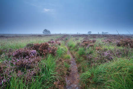 path through swamp with flowering heather during misty morningの写真素材