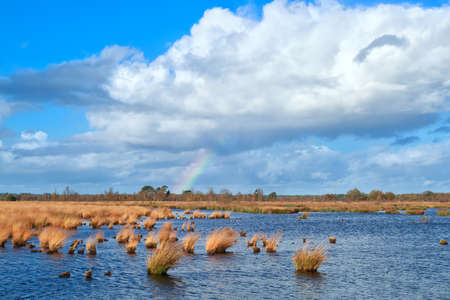 rainbow over the swamp and blue sky, Dwingelderveld, Drenthe, Netherlandsの写真素材