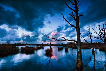 stormy sunset over bog with dead trees, Dwingelderveld, Drenthe, Netherlands
