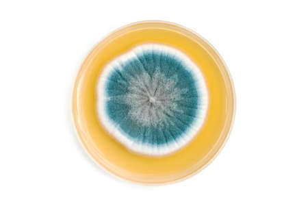 fungi on agar plate in laboratory over white backgroundの写真素材