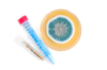 chemical compounds in tube and fungi on agar plate over white backgroundの写真素材