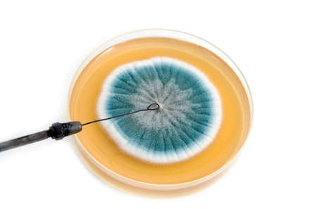 metal laboratory loop and fungi on agar plate over white background