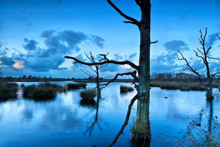 old dead trees in bog during dusk, Dwingelderveld, Drenthe, Groningenの写真素材