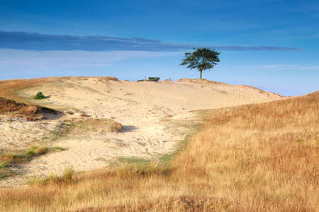 tree on sand dune in morning sunlight, Drents-Friese wold, Drenthe, Friesland, Netherlandsの写真素材