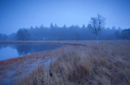 misty tranquil weather on wild lake, Duurswoude, Friesland, Netherlandsの写真素材