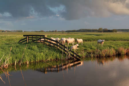 sheep herd on pasture by river, Hollandの写真素材