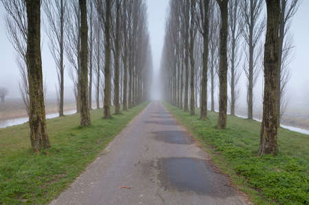 bike road between tree rows in fog, Hollandの写真素材