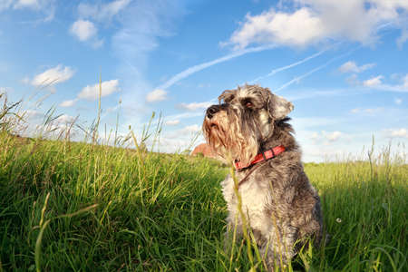cute miniature schnauzer over blue sky on grassの写真素材