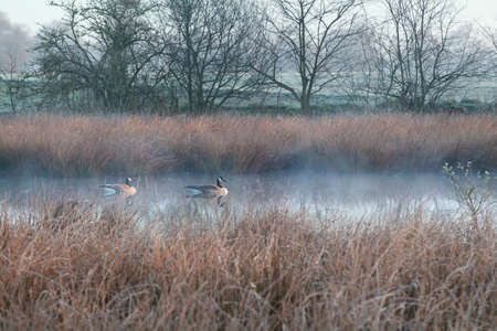 couple of Canada goose on misty swamp during cold frosty morningの写真素材