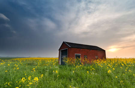 sunset behind farmhouse on rapeseed flowers fieldの写真素材