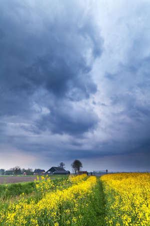 dramatic stormy sky over rapeseed flower field, Netherlandsの写真素材