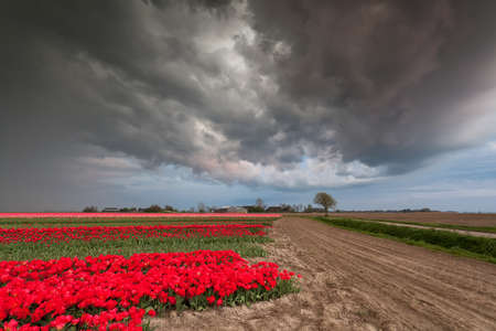 dramatic stormy sky over tulip field, Netherlandsの写真素材
