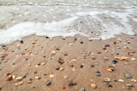 mollusc shell on sand beach and sea waves
