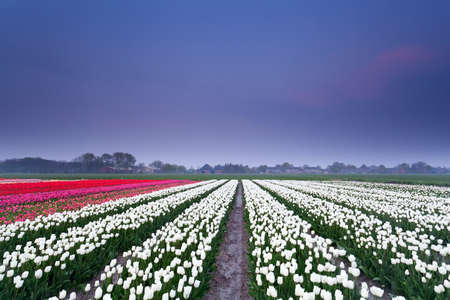 tulip field at sunset in spring, Netherlandsの写真素材