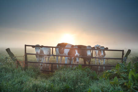 cows on misty pasture behind fence at sunriseの写真素材