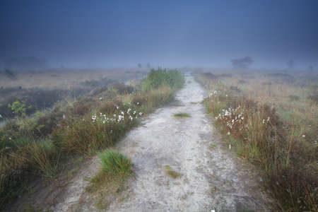 narrow path on swamp in misty morning, Drenthe, Netherlandsの写真素材