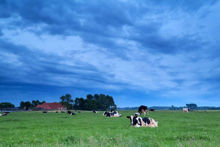 relaxed cows on pasture in dusk, Hollandの写真素材