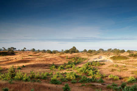morning sunlight over sand dunes, Friesland, Netherlandsの写真素材