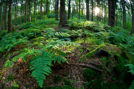 sunshine in coniferous forest during summer