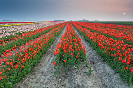 sunset over field of orange tulips, Hollandの写真素材