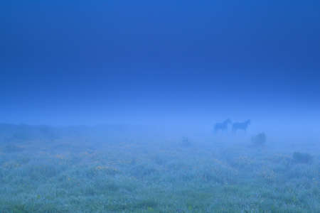two horse shadows in dense dusk fogの写真素材