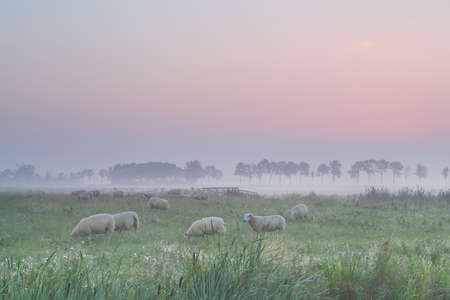sheep on pasture in morning fog at sunriseの写真素材