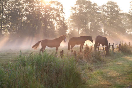 horses in misty sunbeams on pasture