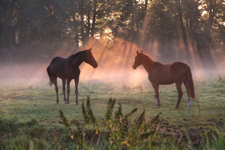 horses on pasture in morning misty sunbeamsの写真素材
