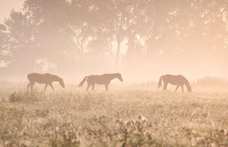horses in sunshine and fog on pastureの写真素材