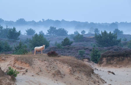 sheep on sand dune in misty morning, Drents-Friese Wold, Netherlandsの写真素材