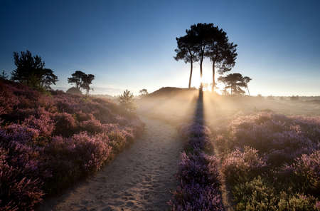 gold sunbeams over flowering heather in summerの写真素材