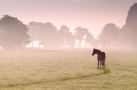 foal silhouette on pasture in fog at sunriseの写真素材