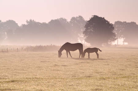 two horses grazing in fog at sunriseの写真素材