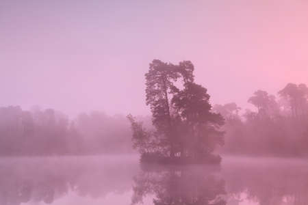 tree island on lake in sunrise fog, Noord Brabant, Netherlandsの写真素材