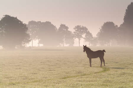 little foal on misty sunrise pasture in summerの写真素材