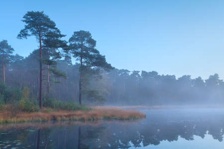 coniferous forest at wild lake after sunset, North Brabant, Netherlands