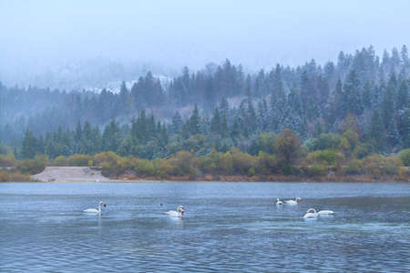 wild white swans on lake in Alps during snowfallの写真素材