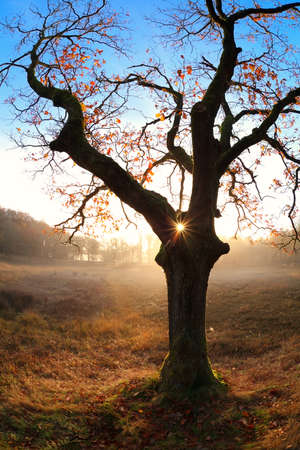 gold sunrise behind oak tree in autumnの写真素材