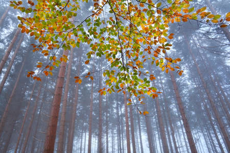 branch with orange leaves in misty autumn forest
