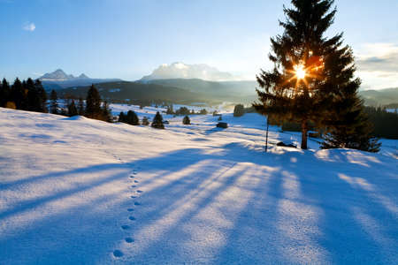 spruce tree shadow at sunset in Alps, Germanyの写真素材